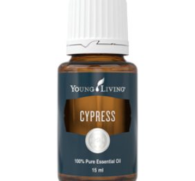 Cypress Young Living olejek cyprysowy wzmacnia naczynia, stabilizuje emocje